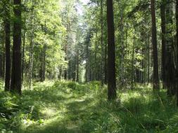 Summer Nature Forest