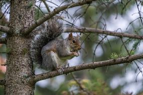 incredible Squirrel Nut Eating