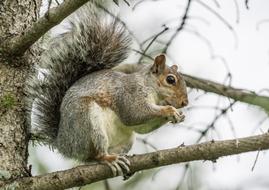 grey Squirrel Eating Nut on tree