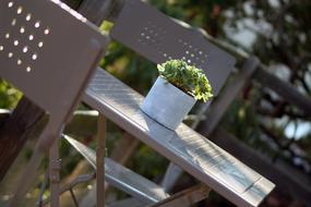 pot plant ina garden table