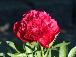 red Pion Flower in Park