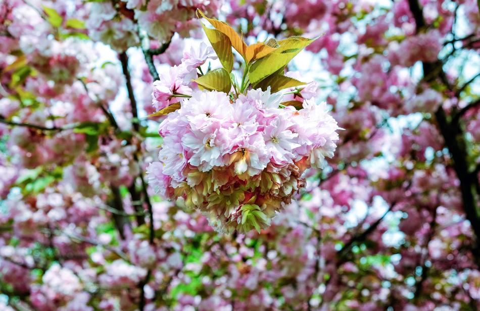 Cherry Blossom Japanese