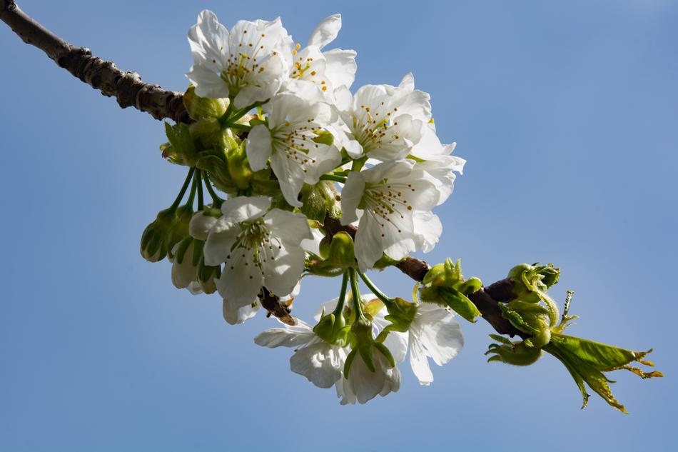 Cherry Blossom White