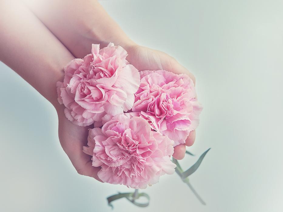 beautiful buds flower in hand