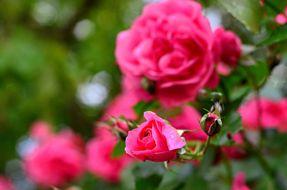Rose Flower
