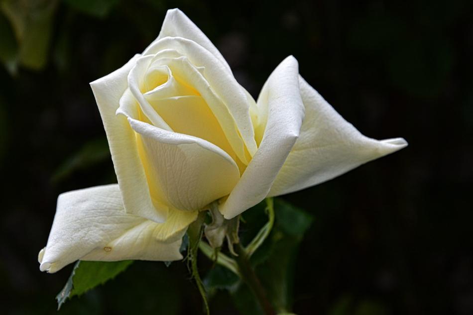Rose White Blossom