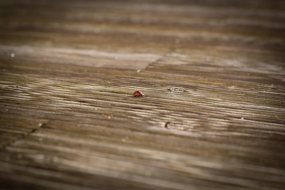 Ladybug on Wood Terrace Floor