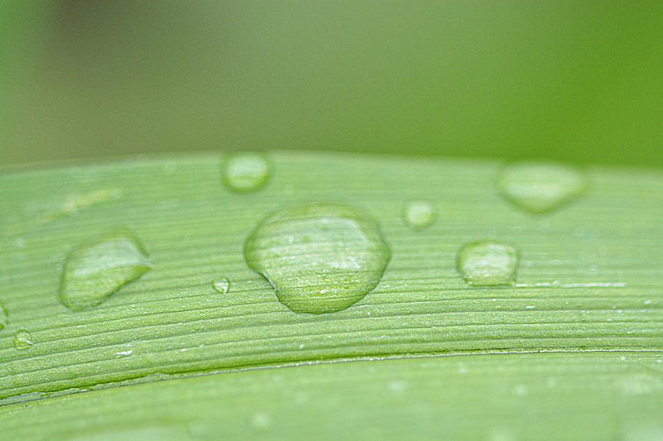 drops of dew on the green grass