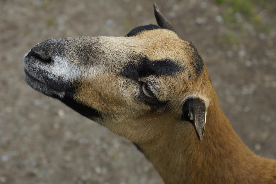 funny animal face