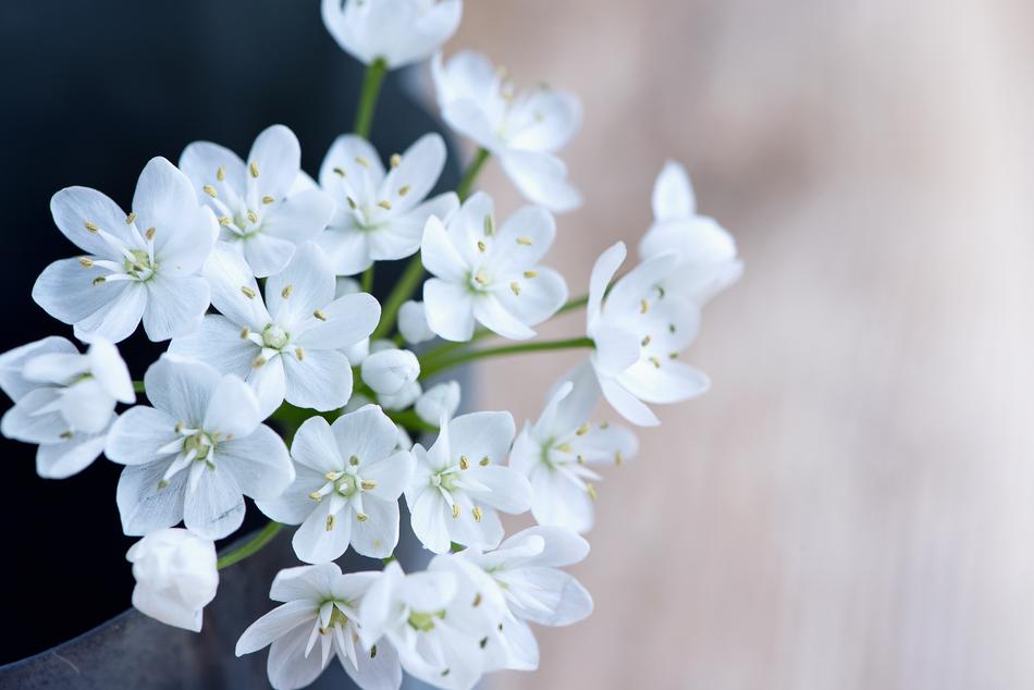 Flower Flowers White