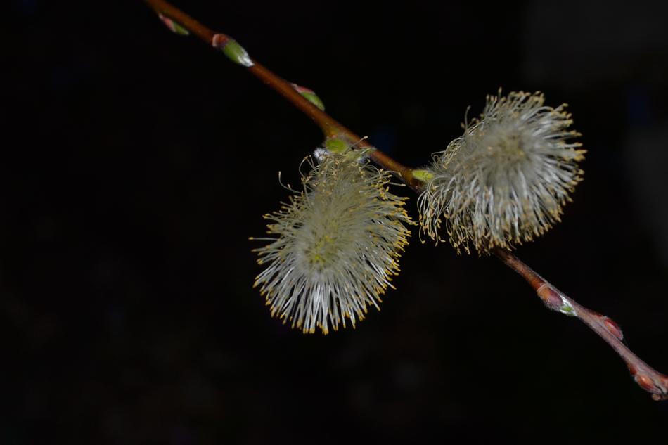 Flower Willow