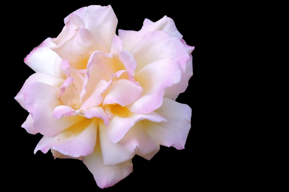 Rose Blossom Bloom