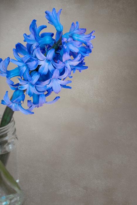 Flower Hyacinth Flowers