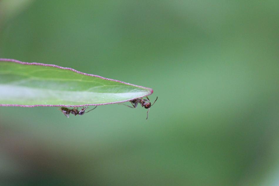 little bugs in the grass