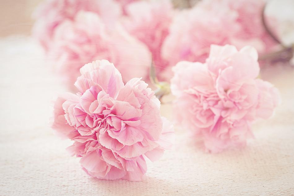 Pink beautiful flowers on a white background