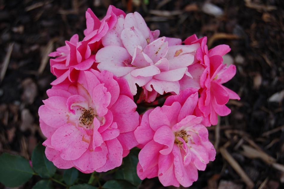 Rose Flowers Pink