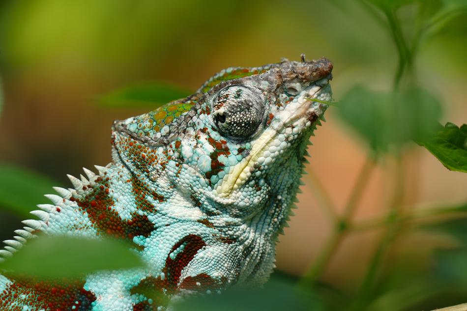 green chameleon closeup