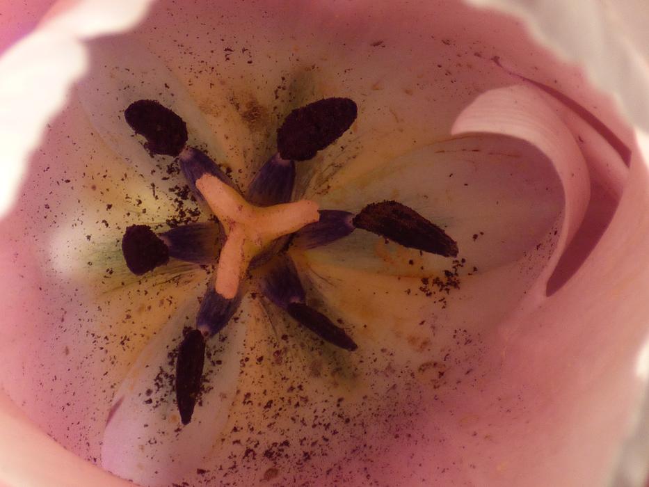 Tulip Pink Flower