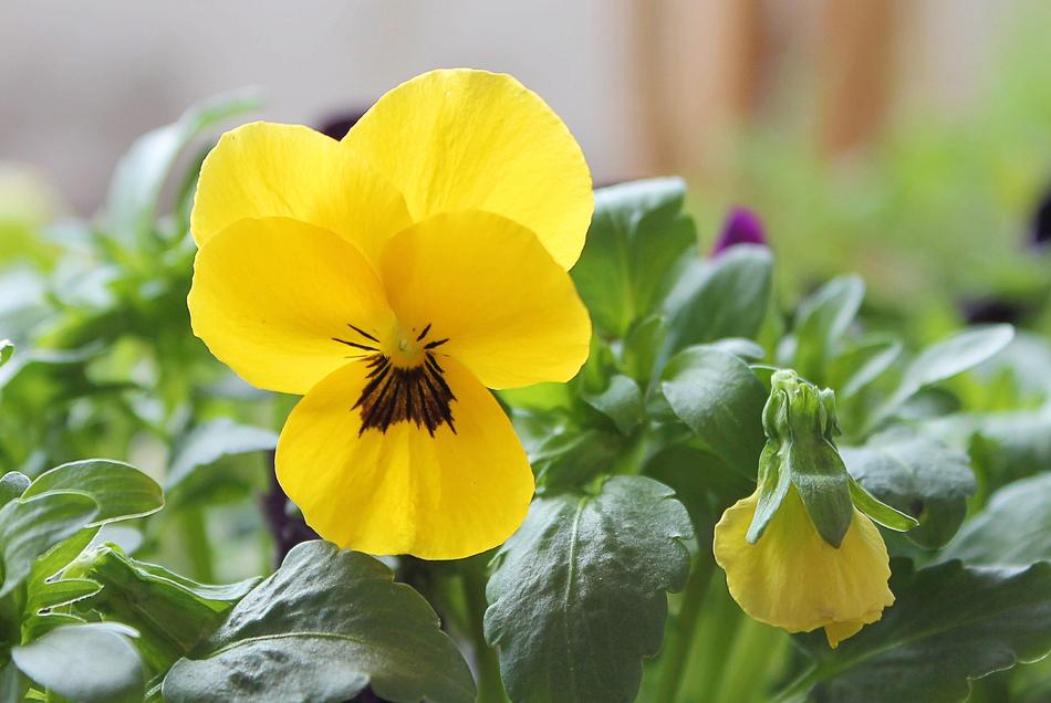 Pansy Yellow Spring