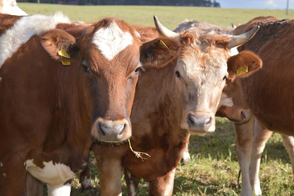brown cows in the meadow