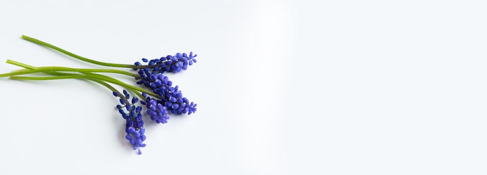 Gorgeous long flowers