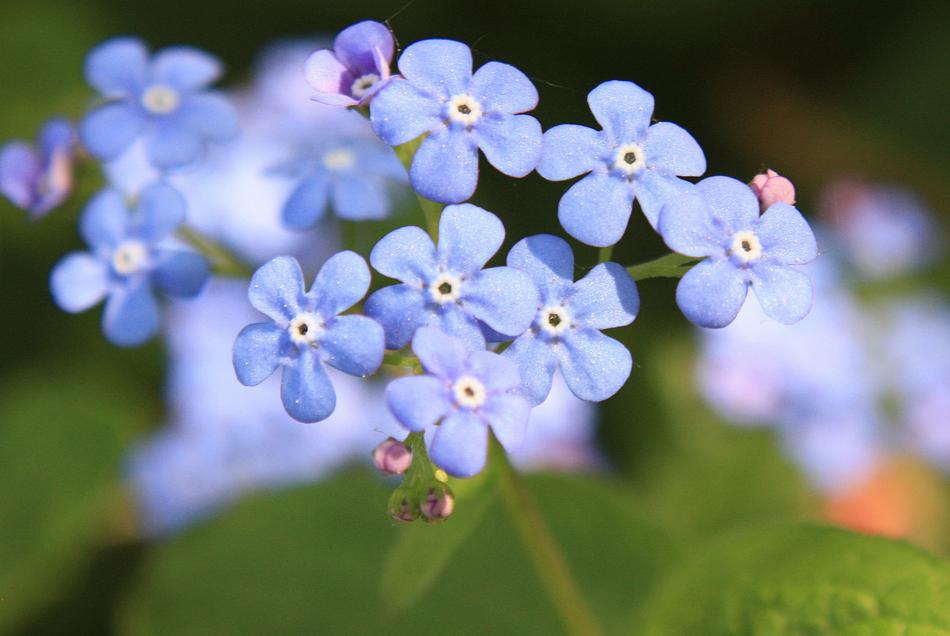 Forget Me Not Blossom Bloom