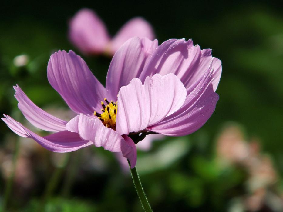 Kosmee Pink Cosmos