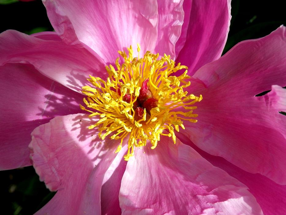 Peony Close Up Pink