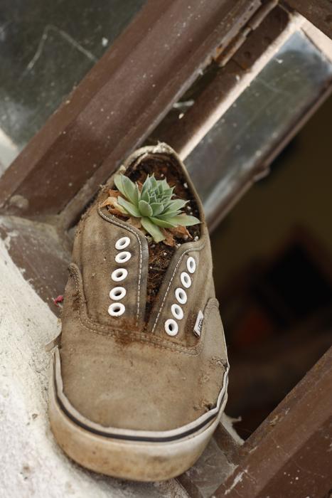 Shoe Plant Flower