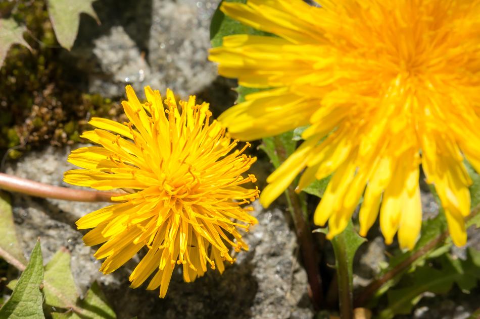 Dandelion Yellow Flower