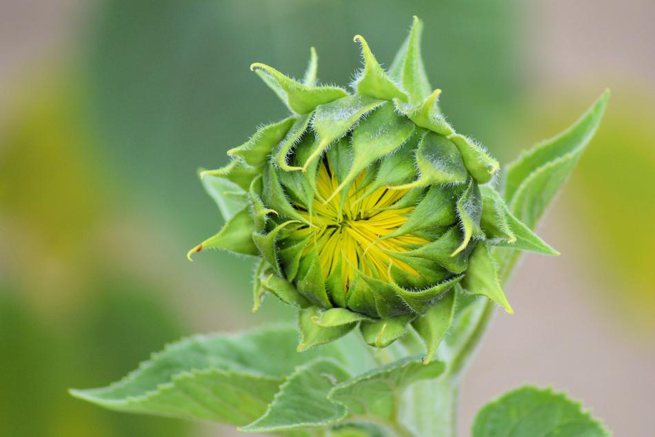 Sunflower Bud Summer