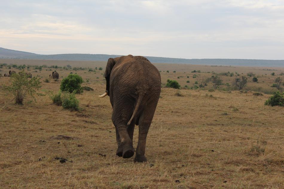 Massai Mara Elephant