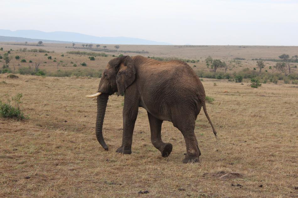 Massai Mara Elephant