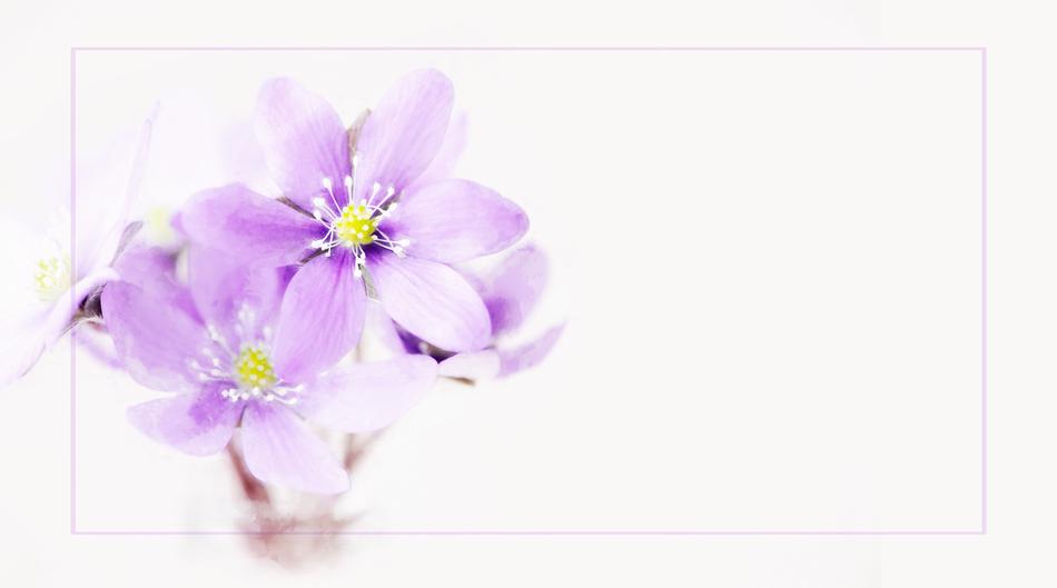 Painting Hepatica Flower