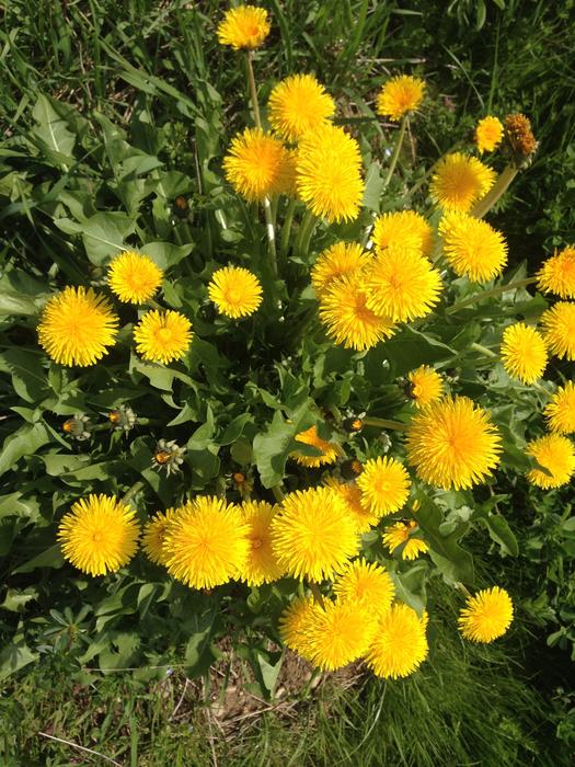 Dandelion Flower Yellow