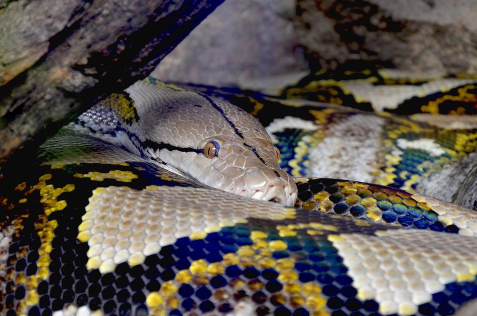 Python Net Beauty
