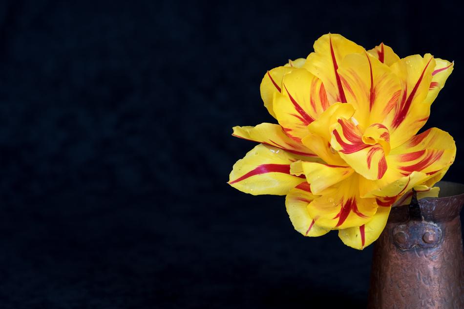 Tulip Flower Yellow