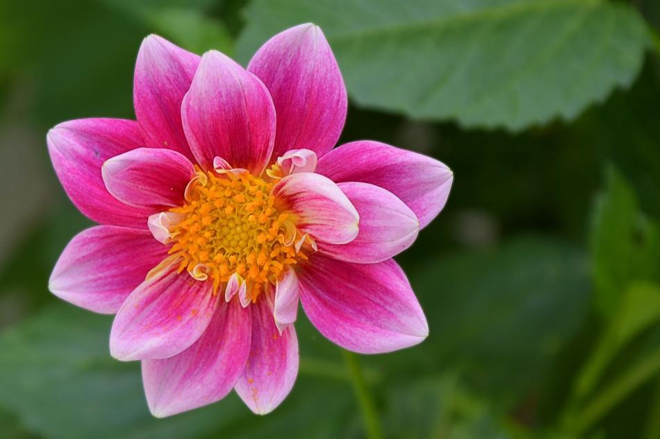 Dahlia Blossom Bloom