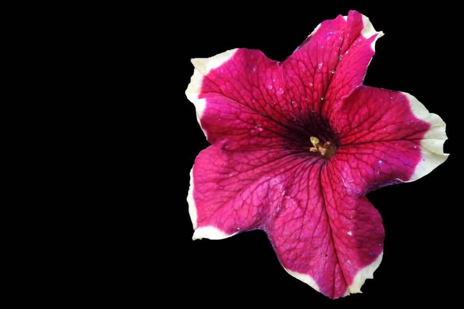 Petunia Nachtschattengewächs