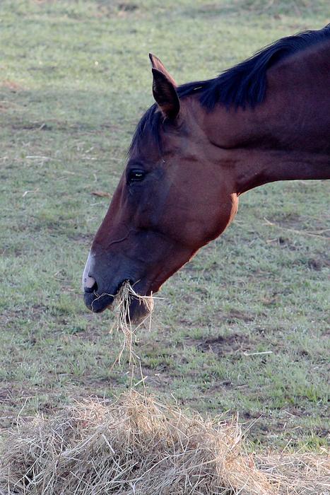 brown horse eats hay
