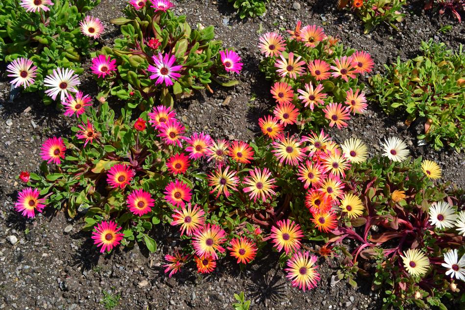 Mesembryanthemum Flowers Memsies