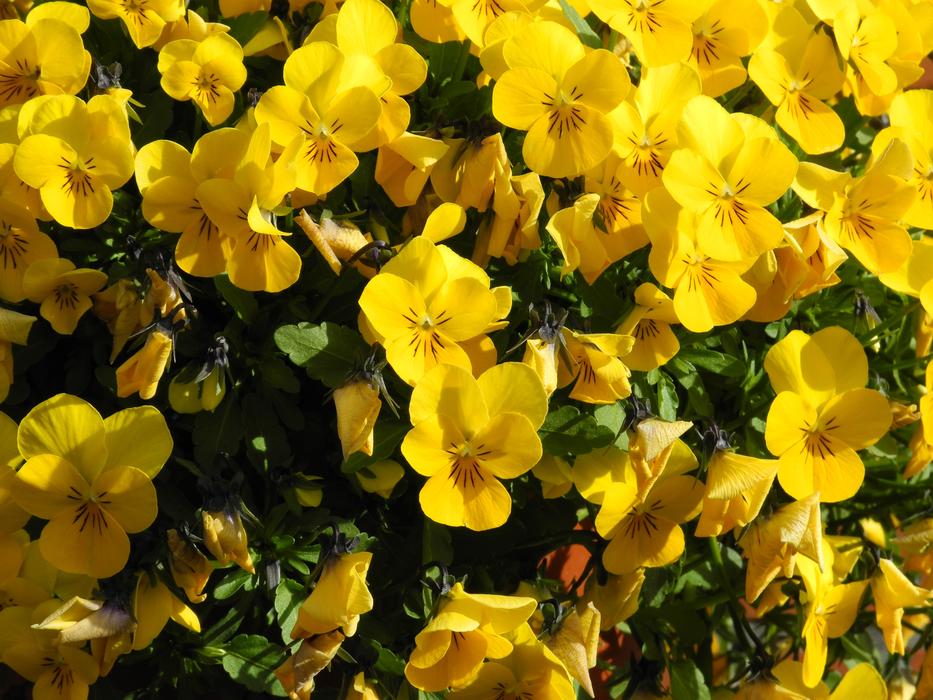 yellow pansies in the flower bed