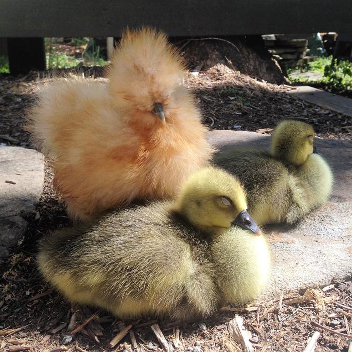 enchanting Silkie Chick Sleeping