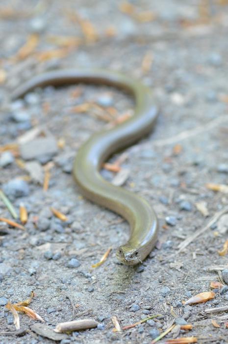 Slow Worm Creep Lizard