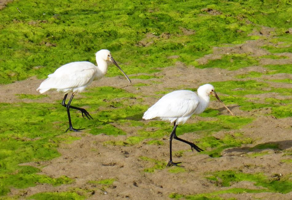 Beautiful, white spoonbill birds, walking on the green field in Portugal