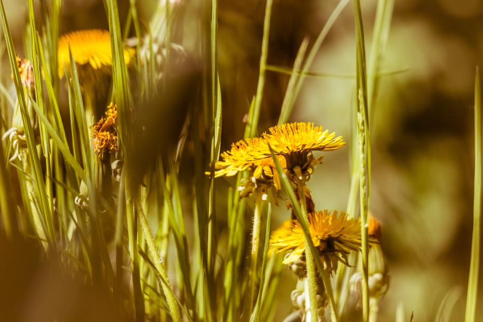 Dandelion Yellow Flower