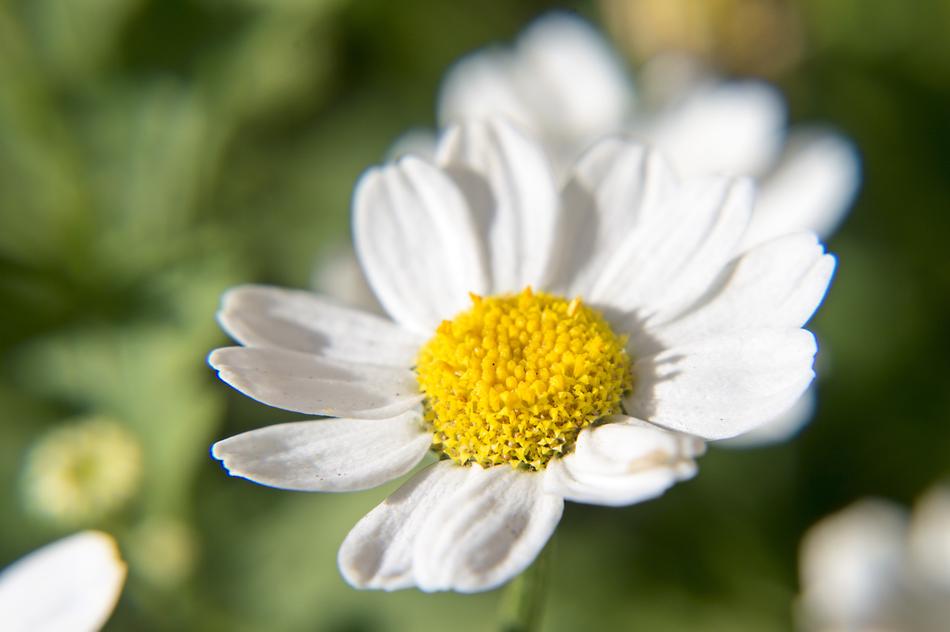 Flower Sun Nature