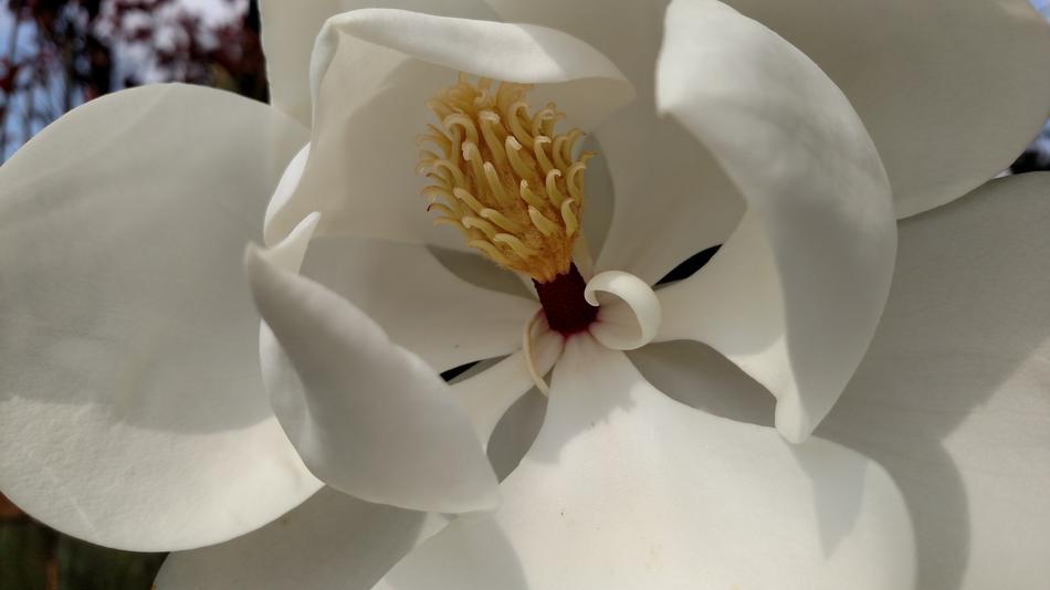Magnolia Tree stamen