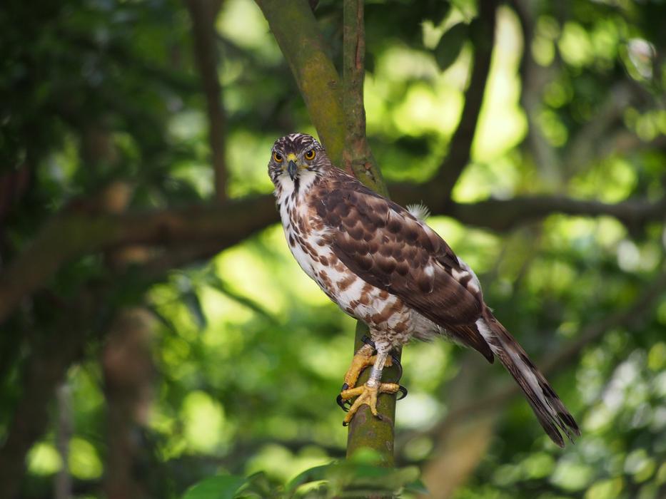 eagle on a tree branch
