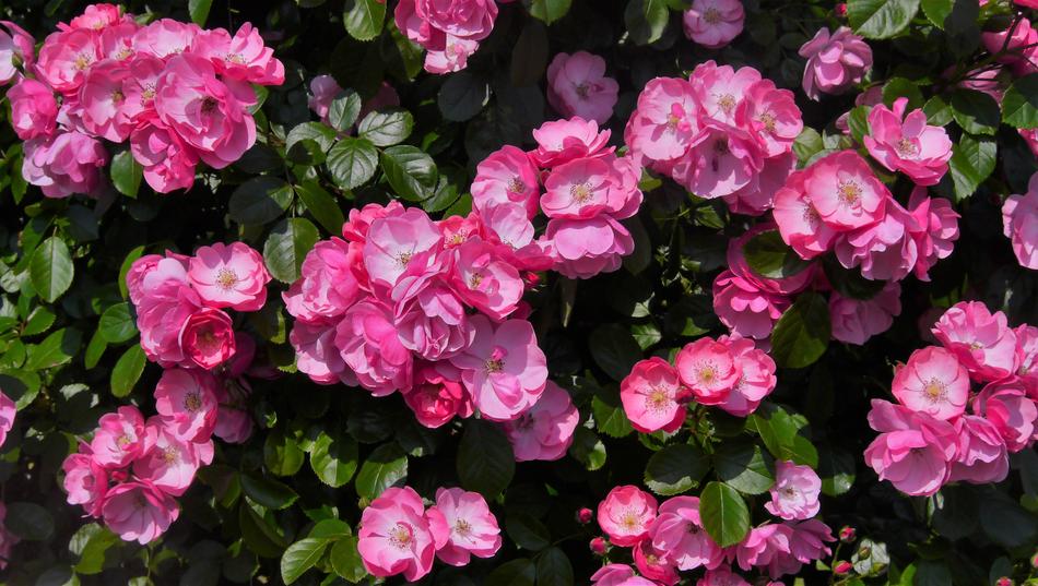 gorgeous little flowers